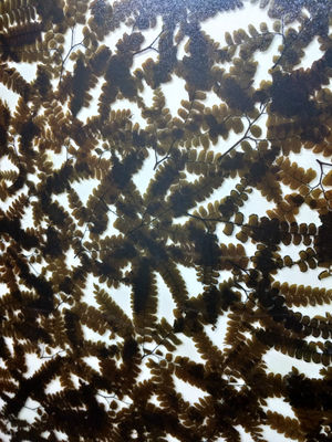Decorative Wall Cladding 19mm Obscure Plant Laminated Glass