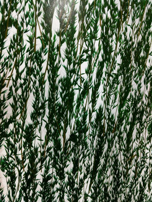 Decorative Wall Cladding 19mm Obscure Plant Laminated Glass
