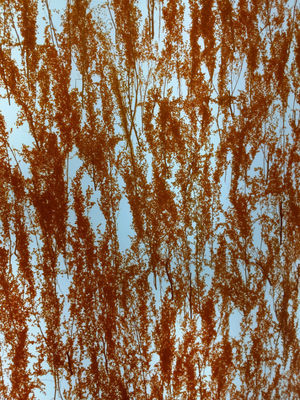 Decorative Wall Cladding 19mm Obscure Plant Laminated Glass