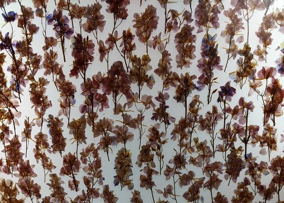 Decorative Wall Cladding 19mm Obscure Plant Laminated Glass